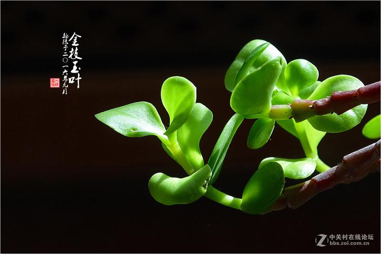 醉打金枝的醉翁,是醉打金枝的“金枝”么?+