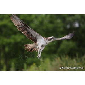 《荒野生存：挑战自我，坚持不懈》